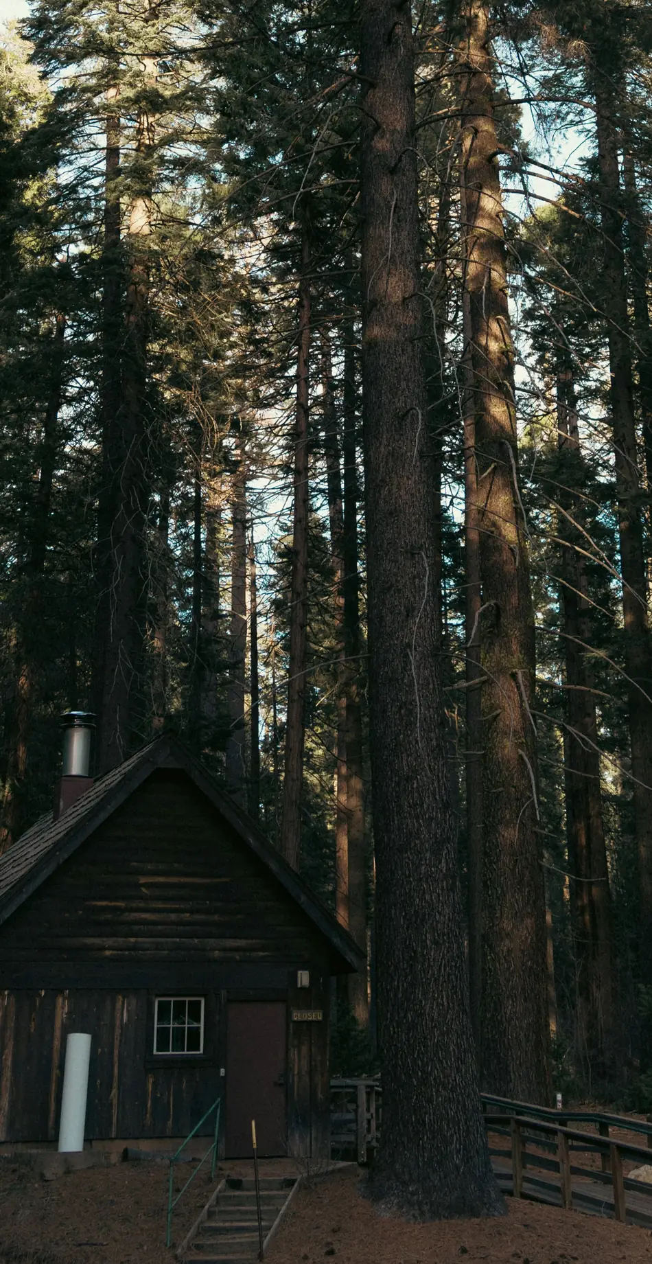 A small timber cabin at the foot of towering pines